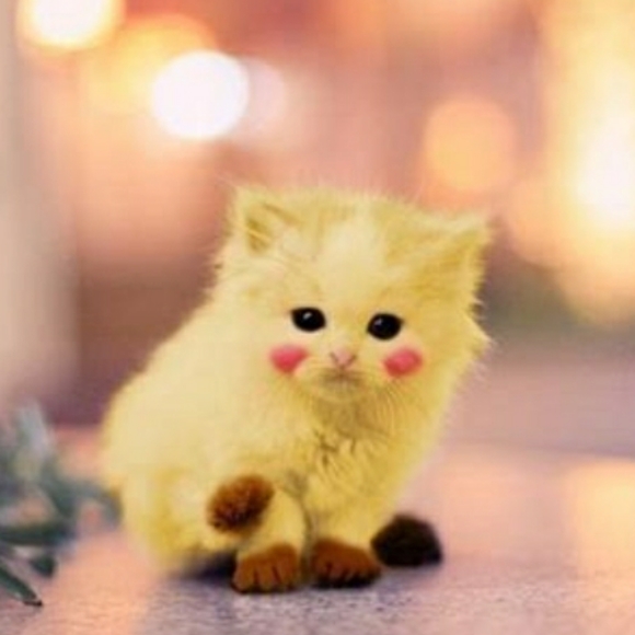 Pokemon - Picture 5 of 5